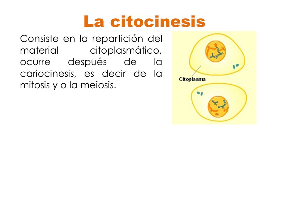 CARIOCINESIS Y CITOCINESIS PDF CARIOCINESIS Y CITOCINESIS PDF